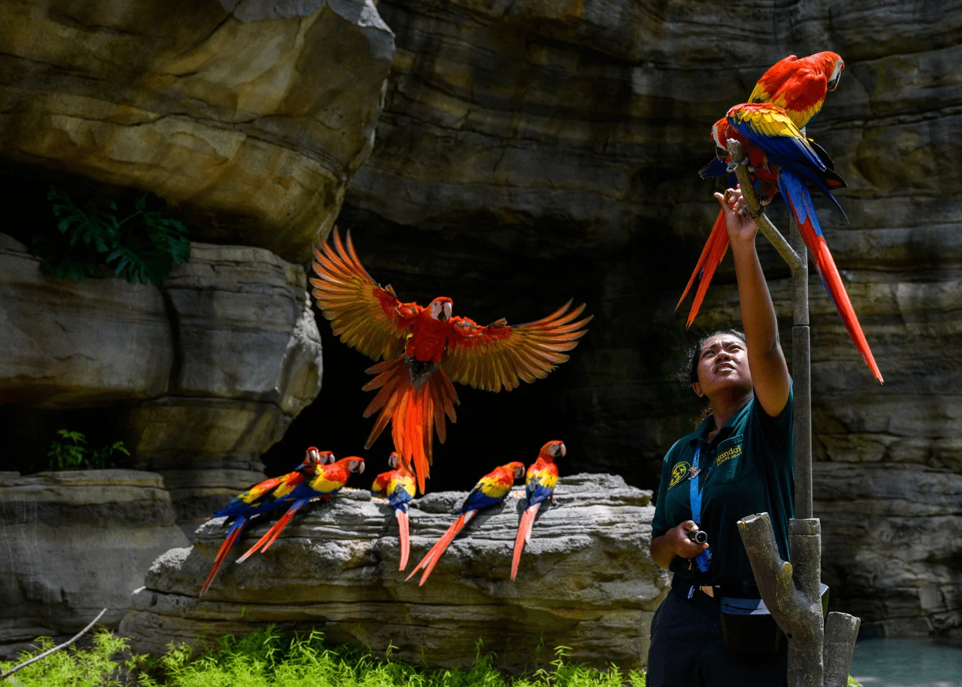 Singapore Zoo + Bird Paradise (Ticket only)